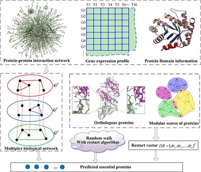 A Novel Computational Approach for Identifying Essential Proteins From Multiplex Biological Networks